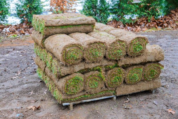 istock Modern lawn planting technologies in landscape design roll grass close up, 1283908858