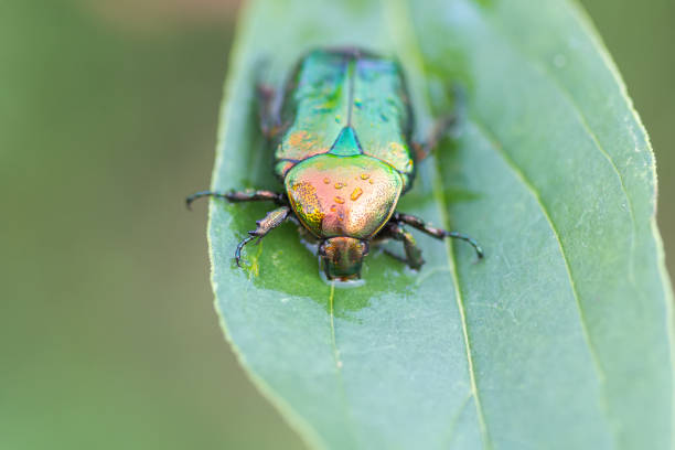 istock Jacket of roses or greenery of roses (Cetonia aurata) 1283909581