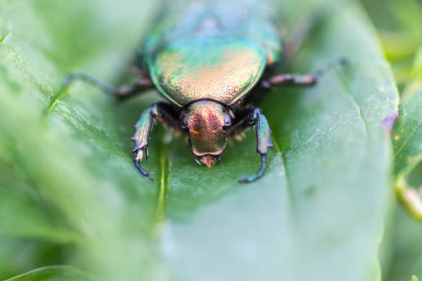 istock Jacket of roses or greenery of roses (Cetonia aurata) 1283909586