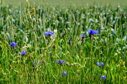 Grain field with corn flowers