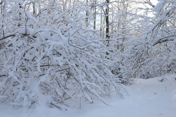 istock Dense winter forest with snowdrifts and trees in the snow 1283910778