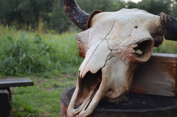 istock Old bison skull with horn on the nature background. Design concept. Space for text. 1283912402