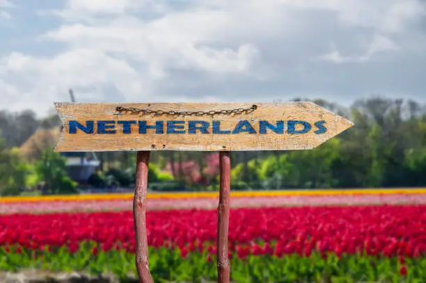 Photo of Netherlands wooden arrow road sign against tulips field and forest background. Travel to Netherlands concept.