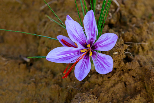 Beautiful flower saffron growing for harvest of spice. Agriculture.