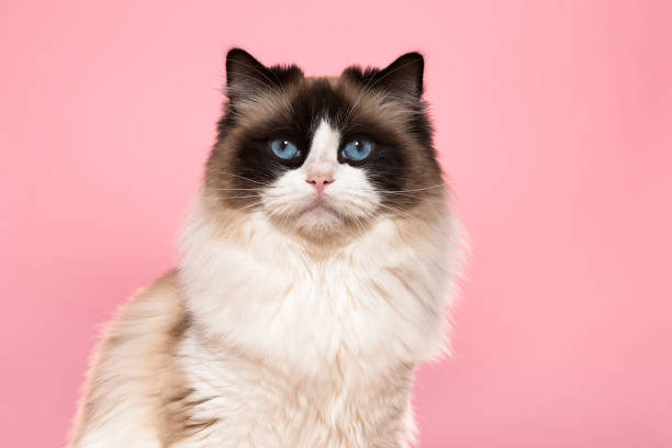 portret pięknego kota ragdoll czystej krwi z niebieskimi oczami patrzącymi na aparat na różowym tle - cat ragdoll zdjęcia i obrazy z banku zdjęć
