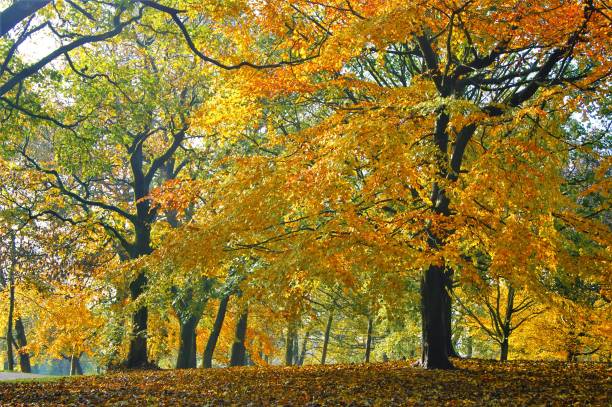 istock Colours Of Autumn. 1283913031