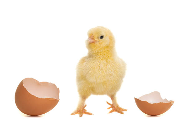 istock Cute yellow young chicken seen from the front between cracked empty eggshell isolated on a white background 1283913754