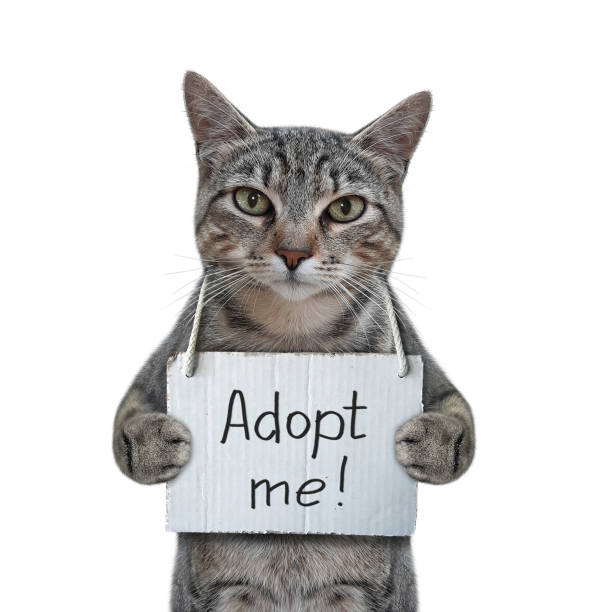istock Cat with poster on his neck 2 1283914340