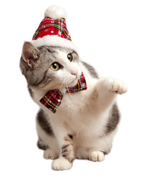 istock Cat in a red Christmas hat and bow tie. Isolated on white background 1283914344