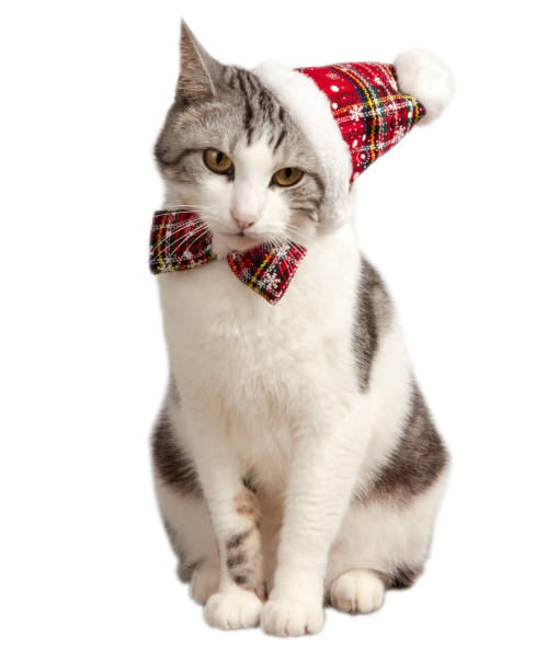 istock Cat in a red Christmas hat and bow tie. Isolated on white background 1283914359
