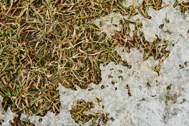 istock Background from first snow on green grass. Winter is coming. 1283915508