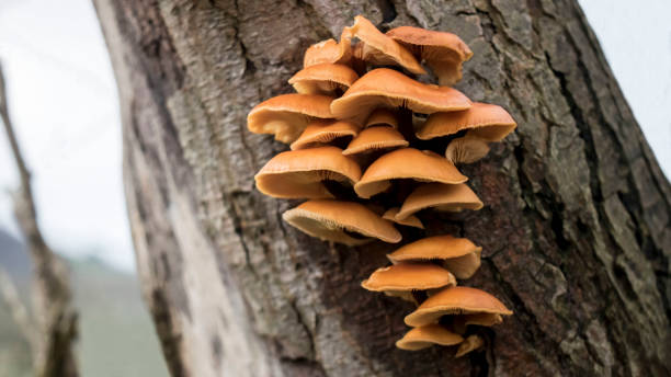 istock Velvet-shank Mushroom 1283915727