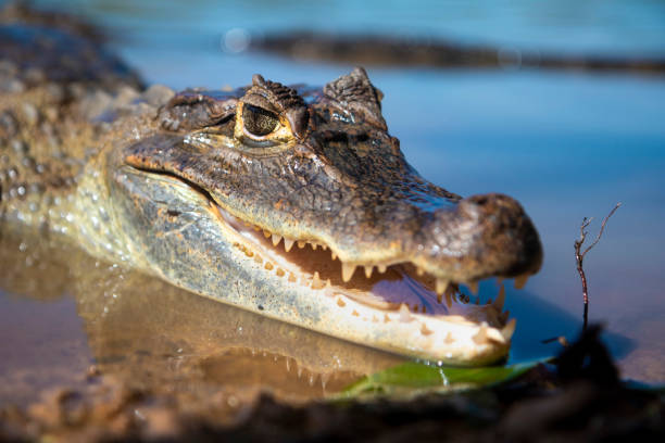 istock alligator lizard sunbathing on the lake shore showing its teeth 1283916384