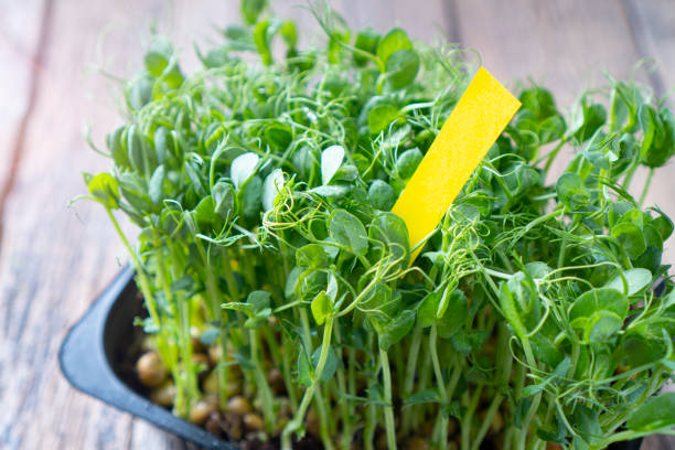 istock Peas microgreens in a tray close up. 1283916420