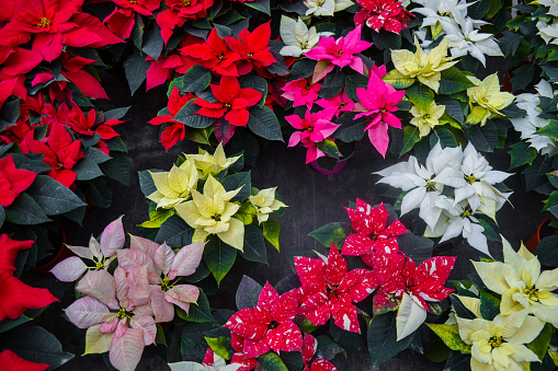 Carpet of colorful bright colors poinsettia red, yellow, orange, white, two-color, variegated leaves. Different varieties are presented. Christmas sale in greenhouse, flower shop. Festive background.