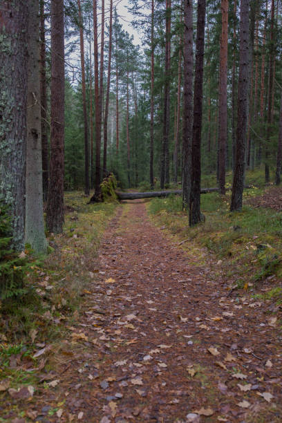 istock Forest with trees and green moss. Natural flora. 1283917971