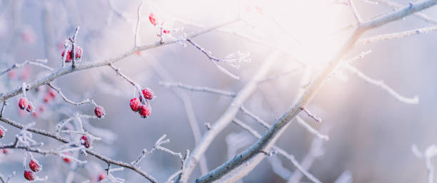 istock Winter panorama with red berries, snow and frost on a light background for decorative design 1283918080