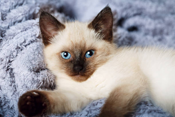 istock Kitty cat with blue eyes, Balinese cat 1283918461