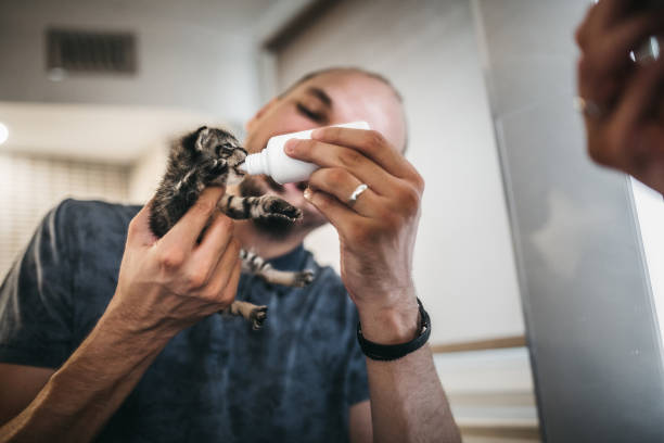 menschen füttern neugeborene niedliche kätzchen katze durch flasche milch - tierheim stock-fotos und bilder
