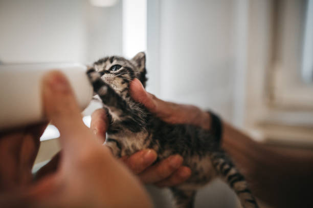 istock Pet owner feeds a kitten cat 1283920398