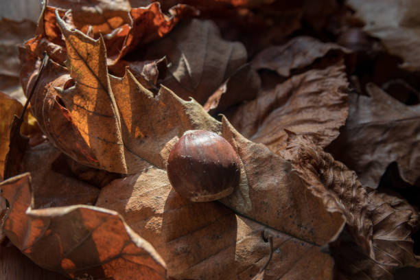 乾燥した紅葉と栗のクローズアップ - chestnut close up close to macro ストックフォトと画像