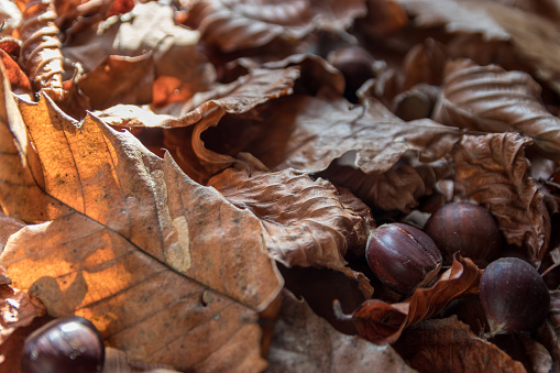 Dry Autumn leaves and chestnuts close-up