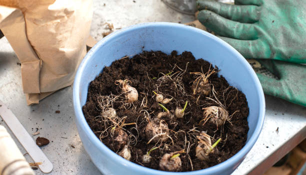 muscari bulbs in process of planting muscari flowers bulbs in process of planting grape hyacinth photos stock pictures, royalty-free photos & images