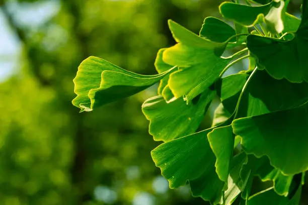 Close-up of rich green ginkgo leaves in foreground and trees in blurred background, Germany