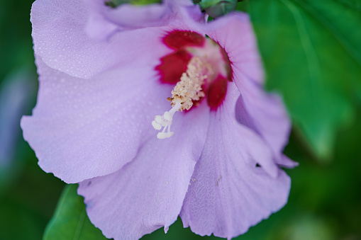macro photo of a violet mallow blossom