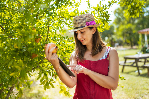 Young woman picking pomegranates from a tree in her backyard