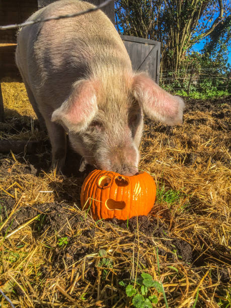 istock Happy Halloween, pet love 1283924077