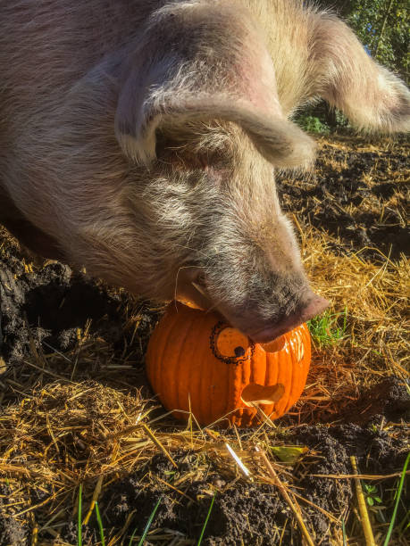 istock Happy Halloween, pet love 1283924079