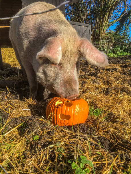 istock Happy Halloween, pet love 1283924083