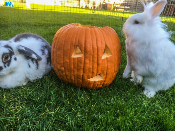 Rabbits with a carved pumpkin