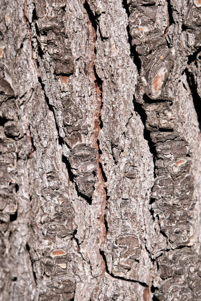 istock old wood texture on the park bench 1283925875