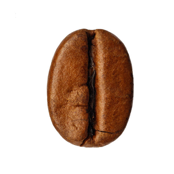 istock Roasted one coffee bean isolated on white background 1283926700