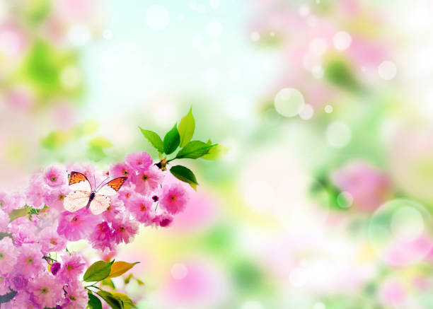 istock Cherry blossoms over nature background. Spring flowers. Spring Background with bokeh. Butterfly. 1283926754