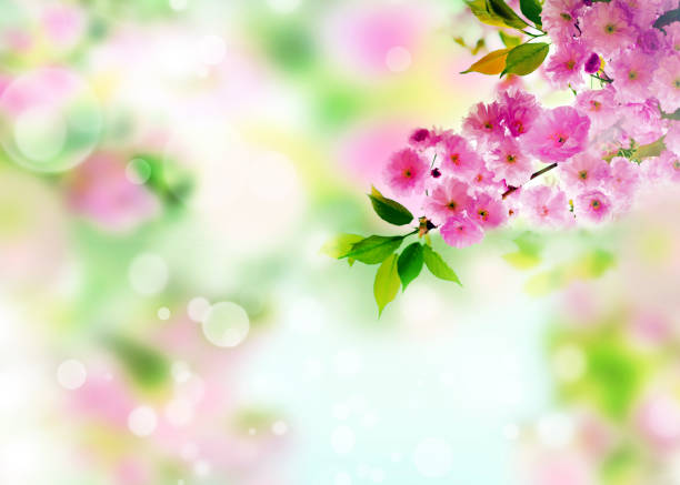 istock Cherry blossoms over nature background. Spring flowers. Spring background with bokeh. 1283926816