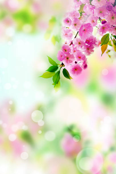 istock Cherry blossoms over nature background. Spring flowers. Spring background with bokeh. 1283926830