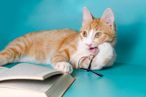 istock ginger cat and a book with glasses on a light background close up 1283927052