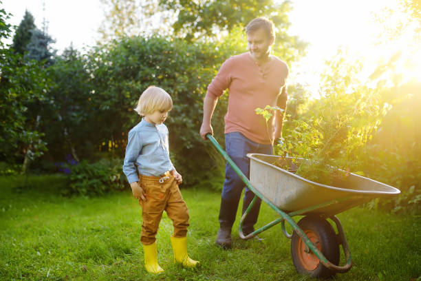gardener man and little child pushing wheelbarrow with plant seedlings in backyard. spring season work in garden. father and son are going to plant trees. quality family leisure time. - 11262 imagens e fotografias de stock
