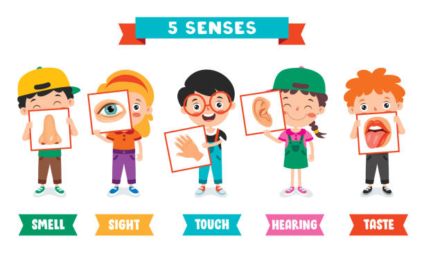 five senses konzept mit menschlichen organen - sinne stock-grafiken, -clipart, -cartoons und -symbole