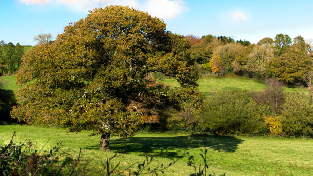 istock Autumnal view towards the forest on a sunny day 1283928955