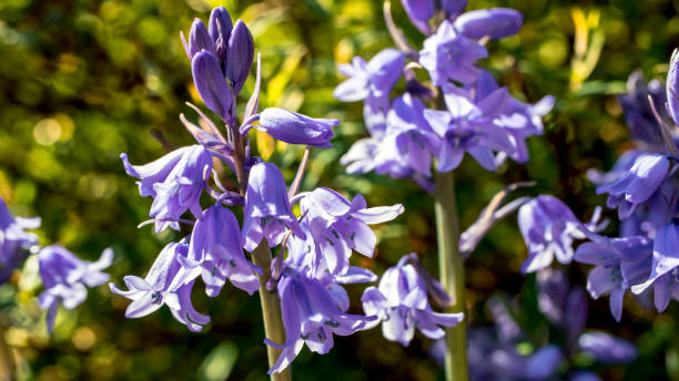 istock Bluebells blowing in the wind 1283930074