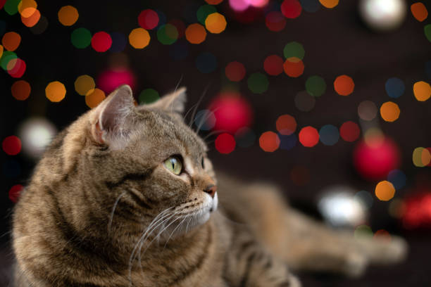 istock The cat lies on a dark background with multi-colored glowing garlands 1283930152
