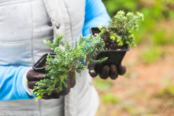 istock Coniferous seedlings in black pots 1283930341