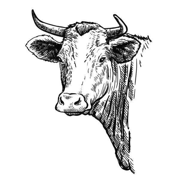 Breeding cattle. head of a Texas longhorn. vector sketch on white background Breeding cattle. head of a Texas longhorn. vector sketch on white background. pics of the holstein cow stock illustrations