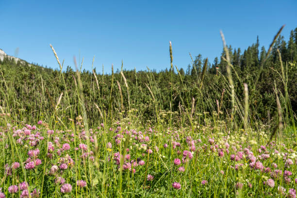 istock Forest of pine tree and clovers against blue sky 1283930707