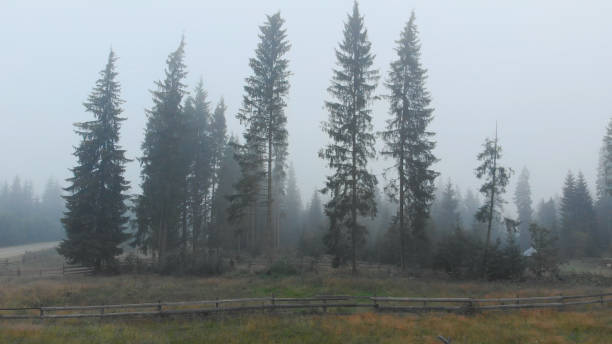 istock Autumn landscape with trees in thick fog. 1283931546