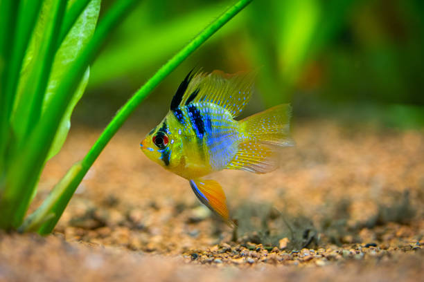 Blue Balloon Ram (Microgeophagus ramirezi) isolated in a fish tank with blurred background Blue Balloon Ram (Microgeophagus ramirezi) isolated in a fish tank with blurred background blue ram fish stock pictures, royalty-free photos & images